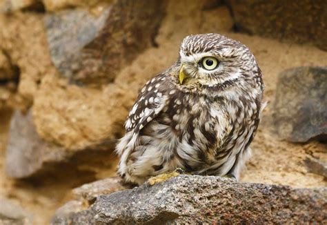 Cuban Pygmy Owl The Size Of A Robin Is Endemic To Cuba