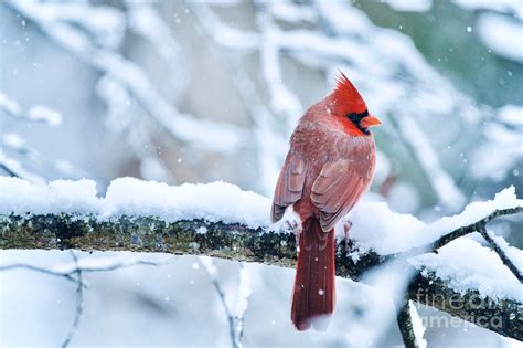 Cardinal Winter Scene Photograph By Rachel Morrison