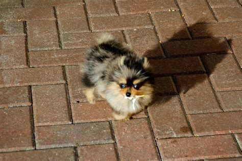 Our pomeranian puppies are for sale starting at $5,600 cad ($4,000 usd) merle poms. Labor Day Pomeranian Puppy For sale | Pomeranian puppy for ...