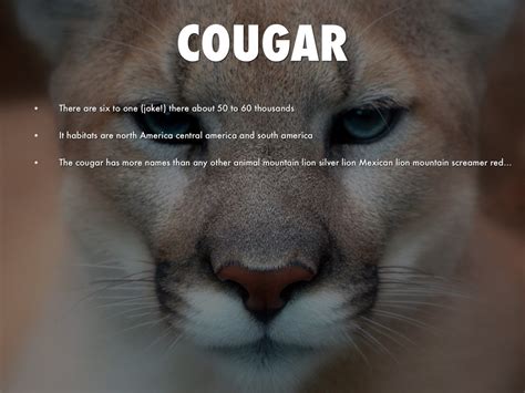 Cougar By Paul Townsend