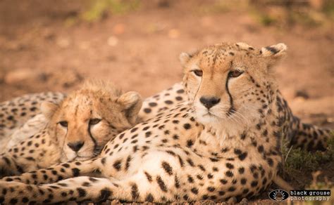 Video Amani The Cheetah And Her Cub Alison Buttigieg Wildlife