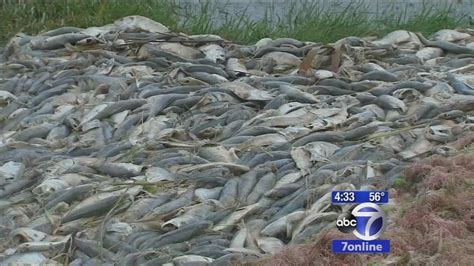 Tens Of Thousands Of Dead Fish Wash Up On Long Island