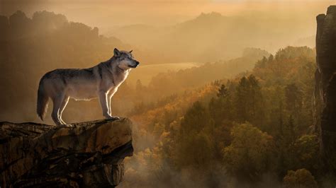 4k Ultra Hd Wolf Wallpapers Top Free 4k Ultra Hd Wolf Backgrounds