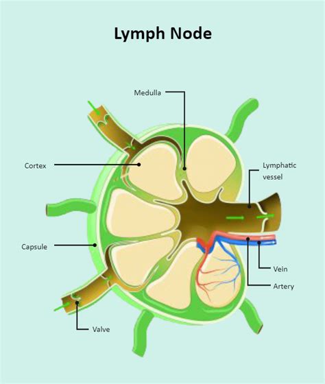 Lymph Node Diagram Labeled
