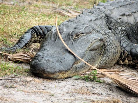American Alligator In Florida Stock Photo Image Of Reptilian