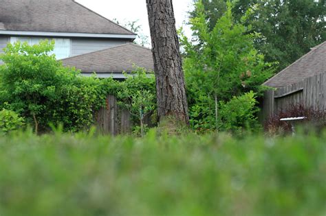 Some characteristics to look for are their size. Ant-Eye View of My Back Yard - JamesCrossman.com