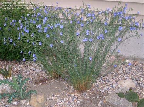 Full Size Picture Of Lewis Blue Flax Lewis Prairie Flax