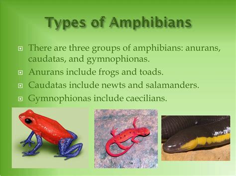 10 Amphibians List