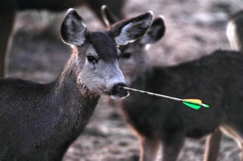 Reward Offered In Case Of Deer Shot With Arrow The Denver Post