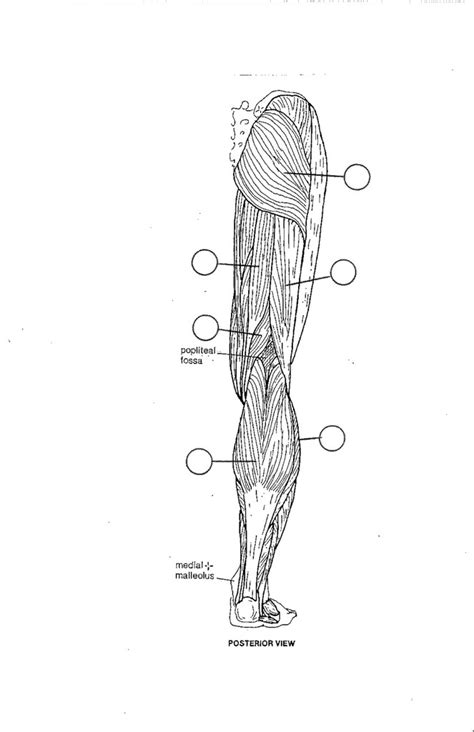 Lower Body Muscles 6 Diagram Quizlet