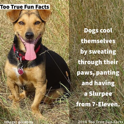 Woof Wednesday Fun Fact Fun Facts Fun Facts