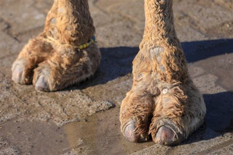 Best Camel Foot Stock Photos Pictures And Royalty Free Images Istock