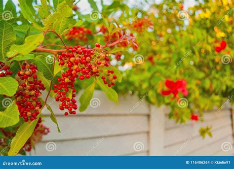 Florida Tropical Red Beach Berries Stock Photo Image Of Growing