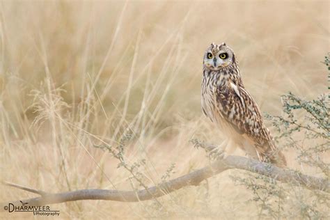 Short Eared Owl Habitat Shot Birds And Blooms