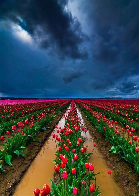 Tulips Skagit Valley Washington Photo Via Djferreira Beautiful