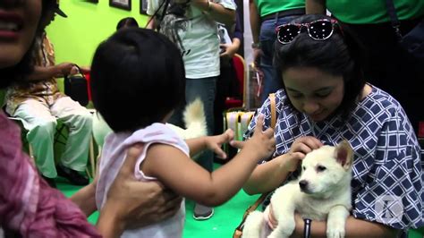 Himpunan Trah Anjing Kintamani Bali Youtube