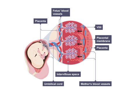 Baby And Placenta Diagram