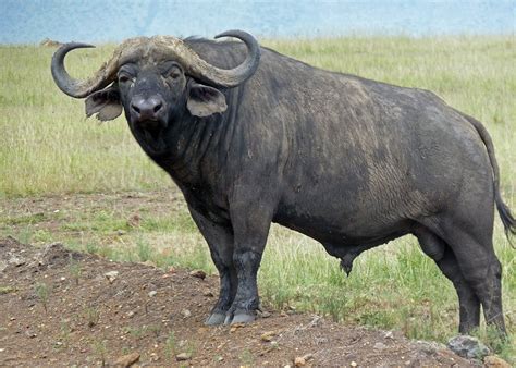 Water Buffalo African Buffalo Deadly Animals Top 10 Deadliest Animals