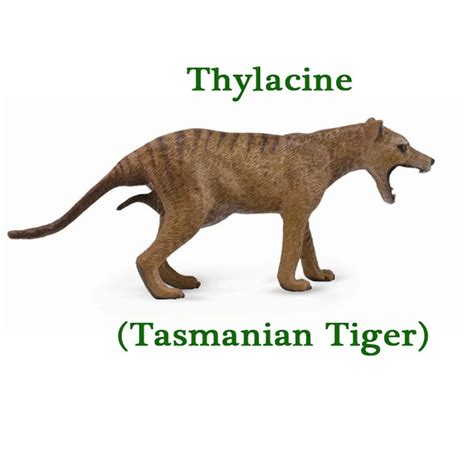 The tasmanian tiger was declared extinct in 1986. CollectA Thylacine (Tasmanian Tiger) Female