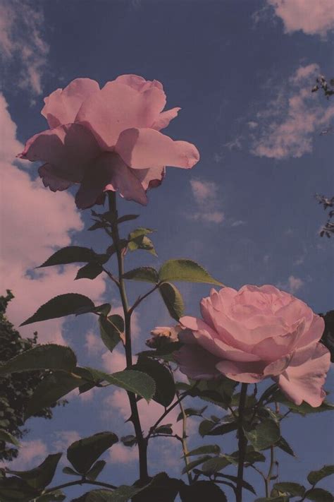 Aesthetic Roses Pastel Pink Aesthetic Aesthetic Pastel Wallpaper Sky