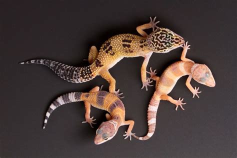 Breeding Leopard Geckos A Comprehensive Starters Manual