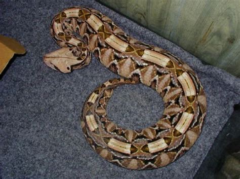 Gaboon Viper My Favorite Snake Amazing How Beautiful They Are