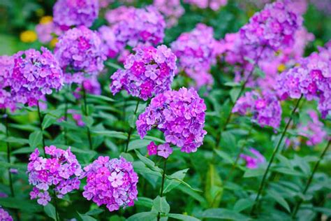 Looked around the major retailers and a few nurseries love that this is a perennial. 17 Perfect Texas Perennials (North and South Texas ...