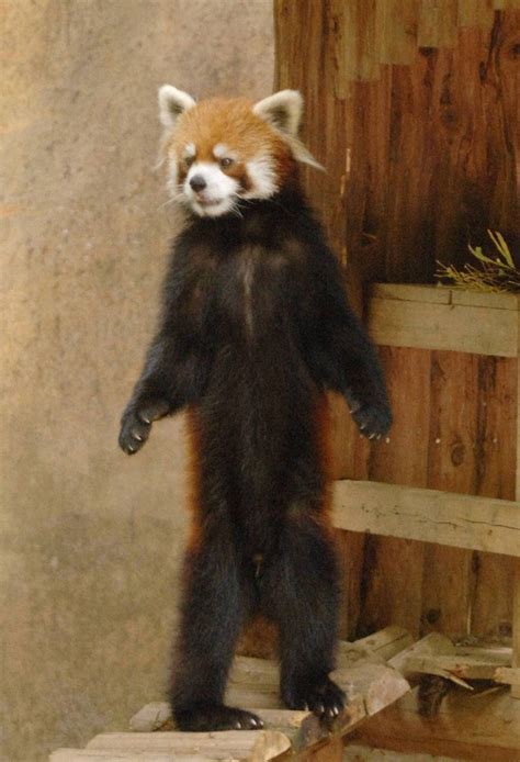 Red Panda Standing