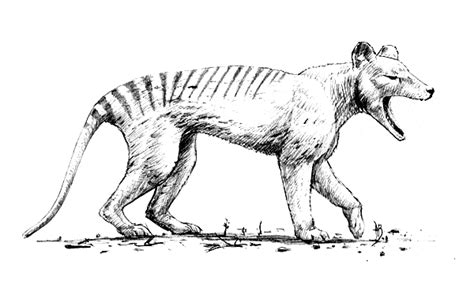 For the colour asks the tasmanian tiger was a marsupial that looked like a small tiger or some kind of fox type animal and went extinct in 1936. Thylacine coloring page - Animals Town - animals color ...