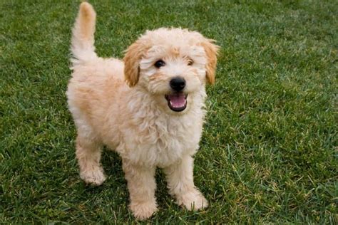 Goldendoodle Facts A Guide To This Favorite Poodle Mix Petskb