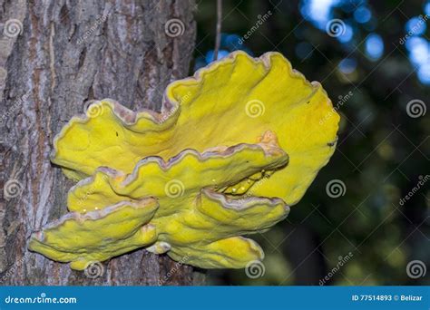 Yellow Fungus On A Tree Stock Image Image Of Polypore 77514893