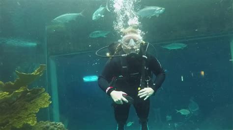 Scuba Diving With Sharks Florida Aquarium Tampa Florida Youtube