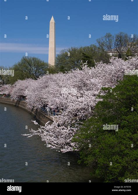 Washington Monument And Cherry Blossoms Along The Potomac River In
