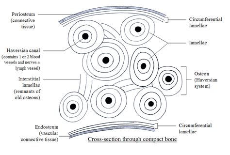 Drawing of cross section of the kidney with a stone. Biomechanics