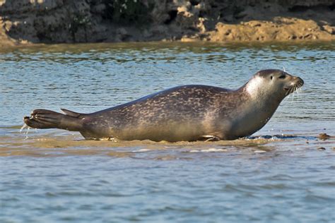 048 W4a4201 Common Seal Phoca Vitulina Tony Morris Flickr