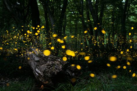 4 Simple Ways To Attract Fireflies To Your Backyard David Avocado Wolfe