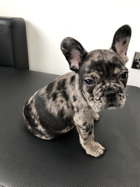 69 Merle French Bulldog Puppy Picture Bleumoonproductions
