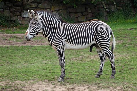 Grevy's Zebra Facts, Habitat, Diet, Life Cycle, Pictures