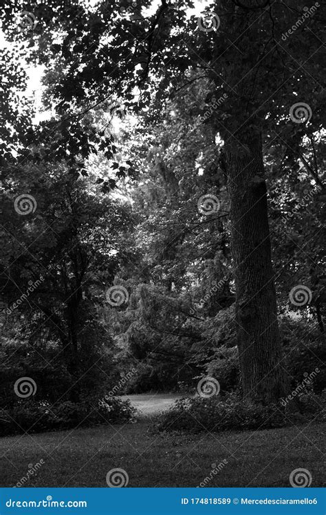 Natural Pathway In Black And White Stock Image Image Of Forest