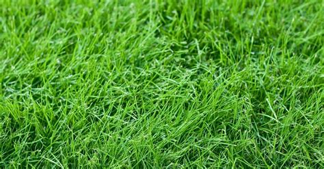 Fescue Grass 101 Ultimate Guide On Growing Tall Fescue Grass And Fine