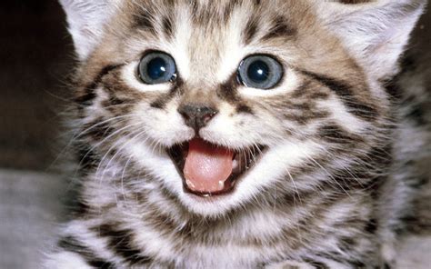Kittens Kitten Cat Cats Baby Cute Wallpapers Hd Desktop And