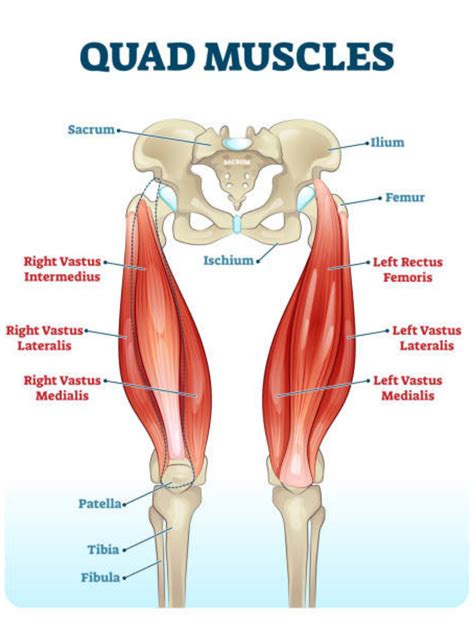 Quad Muscles Chart And Study Guide Etsy