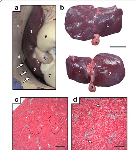 You're welcome to search our website for additional details on this particular topic. Morphology and location of liver. a. Left lateral view of liver located... | Download Scientific ...