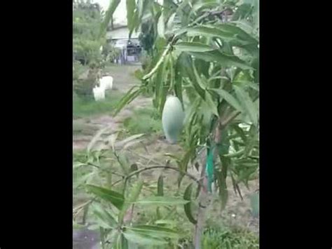 This tree (and my own foolishness) are responsible for my extreme mango sap…» Mallika mango tree - YouTube