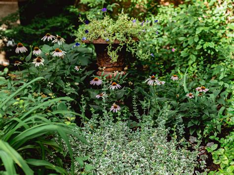 Full shade in zone 8 (partial shade in colder zones) soil needs: Elisabeth Fleischer: Shade Perennial Seeds Zone 5 ...