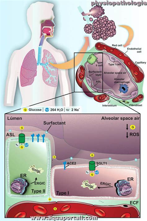 Physiopathologie Définition Et Explications