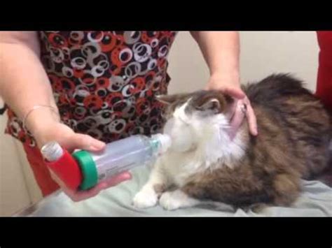 Asthma inhalers contain prescription medications that are breathed directly into the lungs to relieve or prevent asthma symptoms. Asthma Cat. How to use an asthma inhaler - YouTube