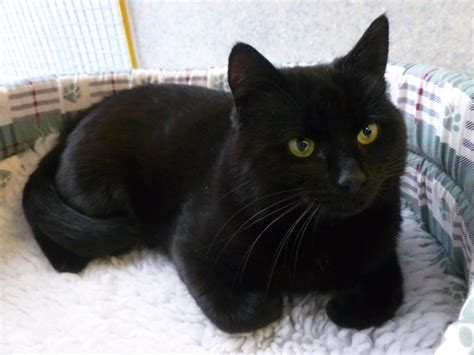 See actions taken by the people who manage and post content. Cats Protection - Exeter Axhayes Adoption Centre: Black ...