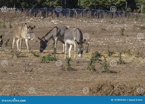 Group Of Donkeys Grazing In The Countryside Stock Image Image Of