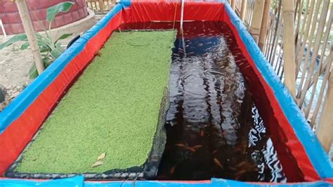 Mulai dari warna merah, biru, oranye, ungu, hijau, putih, dan beragam corak yang berbeda. √17 Cara Budidaya Ikan Nila di Kolam Terpal Wajib Diketahui